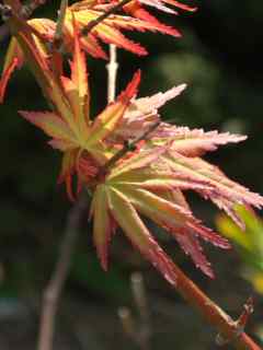 Acer palmatum Japanese maple. 